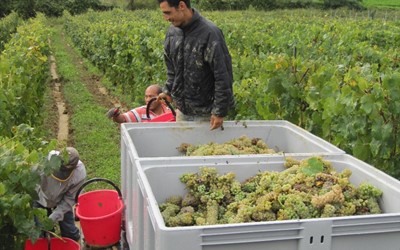 Hicham Harvesting the Grechetto