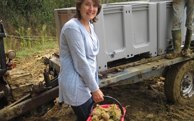 Bucket of Grechetto