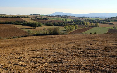 The New Vineyard