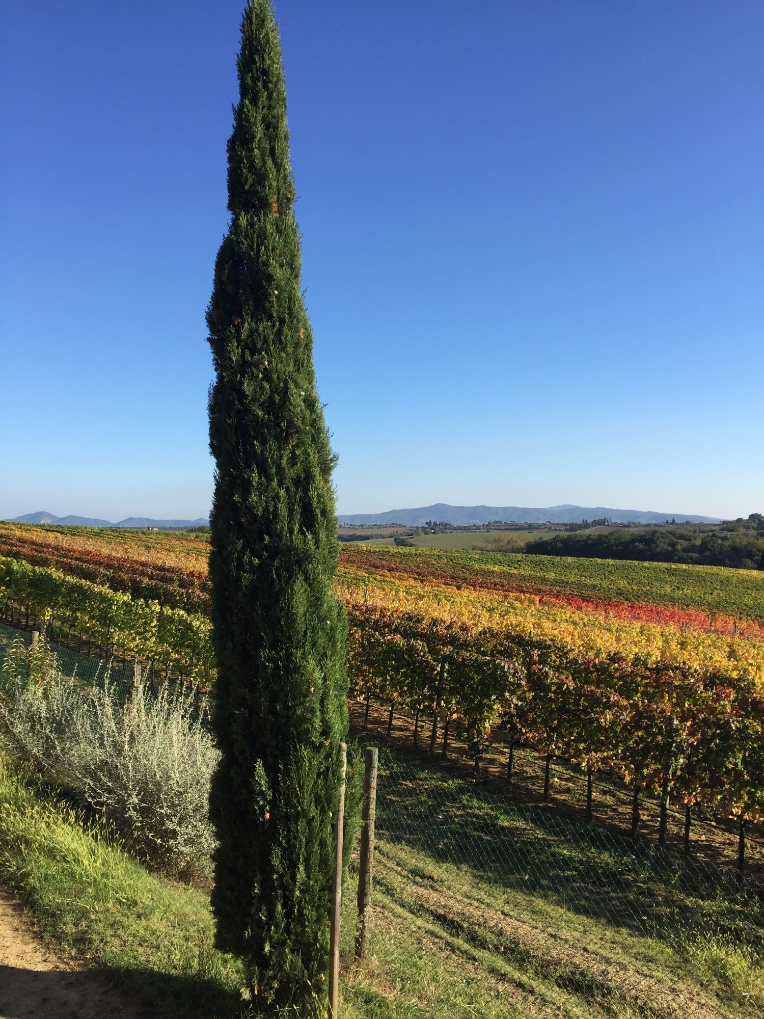 Autumn Colours at the Cantina